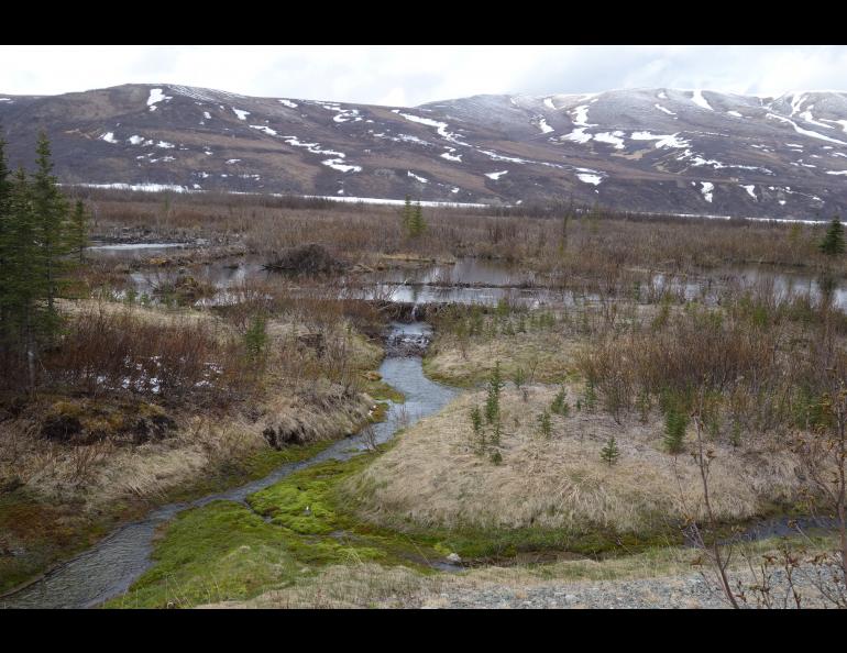 Signs of the American beaver in Alaska: A cut poplar tree on the upper Tanana River and a dam on Phelan Creek near Isabel Pass in the Alaska Range. Ned Rozell photos.
